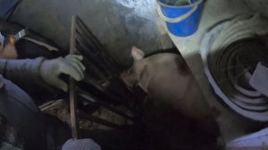 Как сделать укол поросятам и свиньям | НОВЫЙ Дозатор | Чистим баню | Как и Чем глистогонить поросят