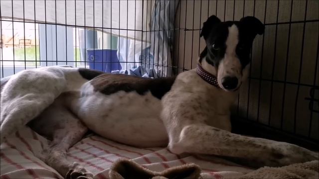 Adopting a Greyhound- Scout Update смотреть онлайн