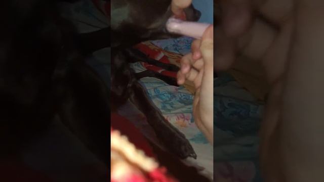 Зачем собаке чистят зубы?[Я ЖИВОДЕР,ЧИСТЮ ЗУБЫ СОБАКЕ?¿?] смотреть онлайн