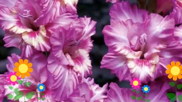 Гладиолус гибридный (Tango). Краткий обзор, описание характеристик, где купить луковицы смотреть онлайн