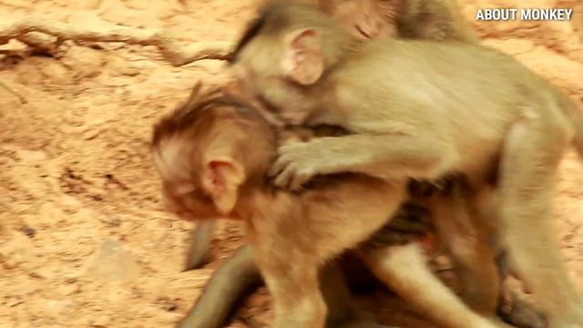 Baby Monkey Baron Playing Hard With Adult Monkeys, So Lovely Adorable Baby Monkey Baron So Cute!