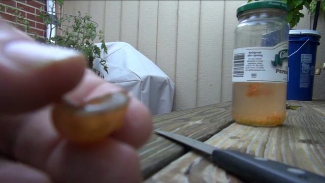 ⟹ Black Cherry Tomato, Solanum lycopersicum Taste Test AND REVIEW #TOMATO смотреть онлайн