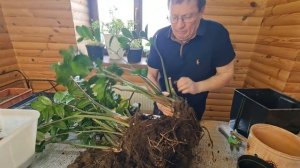 Замиокулькас  Размножение делением