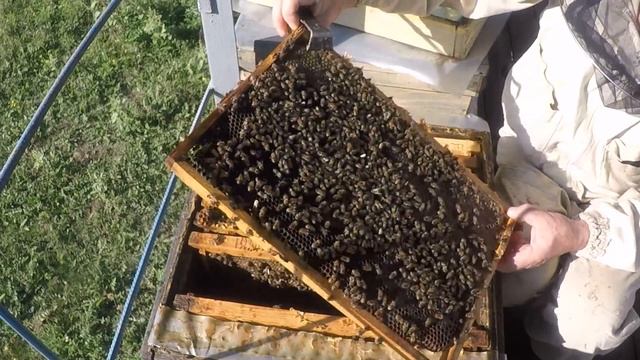 Работы на пасеке в сентябре Поздняя яйцекладка Какая пчела идет в зиму смотреть онлайн