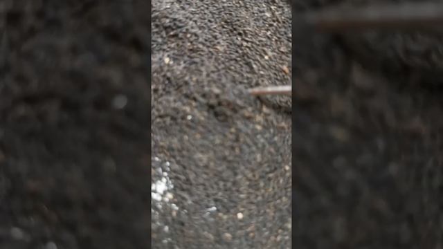 Самый "ПРУЩИЙ ЧАЙ в мире" "Какашки гусениц". смотреть онлайн