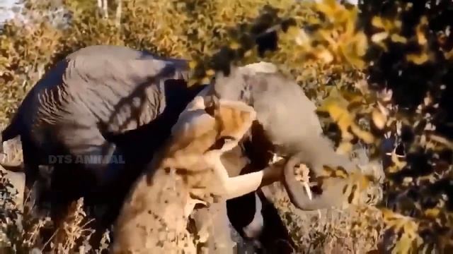 Too Pitiful! The Giant Python Wrapped Around The Elephant With Its Large Body смотреть онлайн
