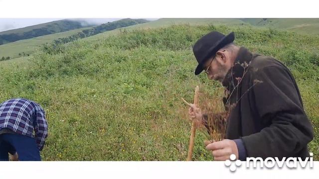 ТМИН горный КАВКАЗ смотреть онлайн