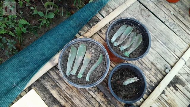 How to grow/ multiply Pachyphytum hookeri succulent from leaves and stem смотреть онлайн