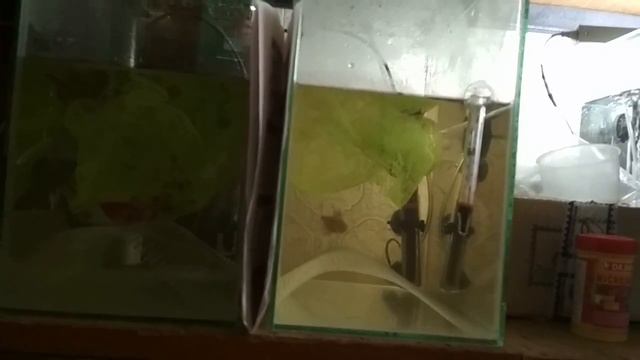 Нерест тернеций ГЛО сиреневых и красно-черных смотреть онлайн