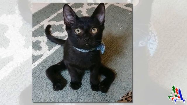 Трехлапая кошка родила котенка с необычной аномалией, и это привело к тому, что он не ходил… смотреть онлайн