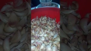 подготовка ярового чеснока к посадке