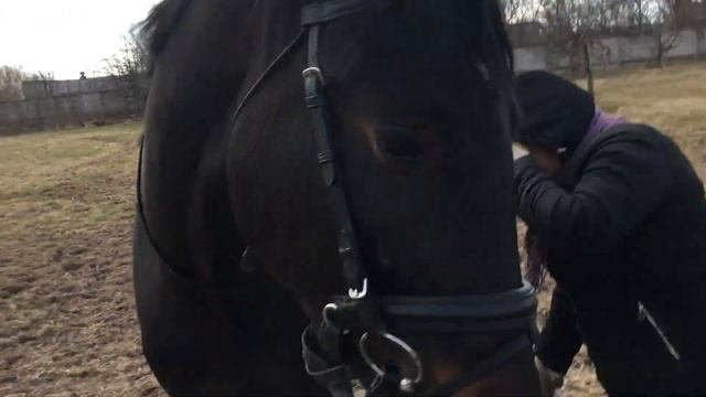 Олеся и Джокер. Молодая русская верховая лошадь. смотреть онлайн