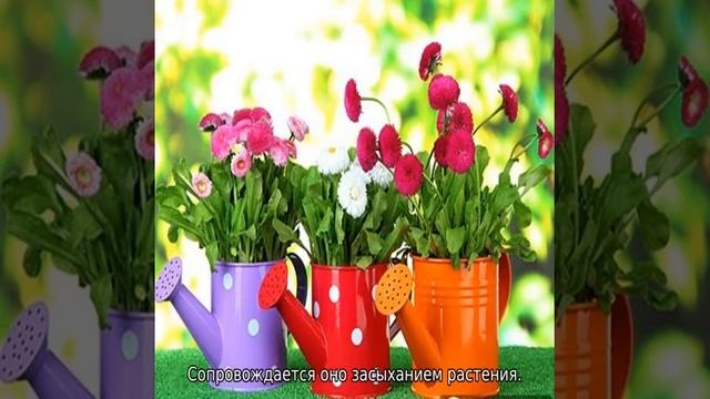 Болезни астр смотреть онлайн