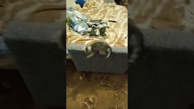 кошка сходит с ума😂😂😂😂 смотреть онлайн
