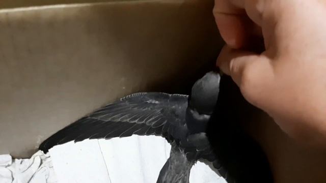Чем кормить стрижа. Отпускаю на волю. Первый полет. смотреть онлайн