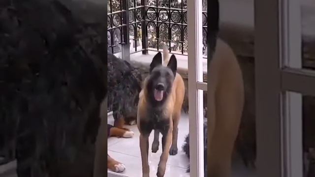 Видео,приколы,юмор,смех смотреть онлайн