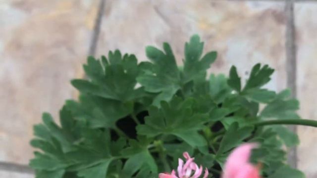 Пеларгония Dream Lover смотреть онлайн