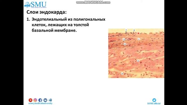 Лекция Гистология сердца Эндокард смотреть онлайн