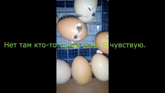 Как вылупляется цыплёнок!!! Реальное видео!!! смотреть онлайн