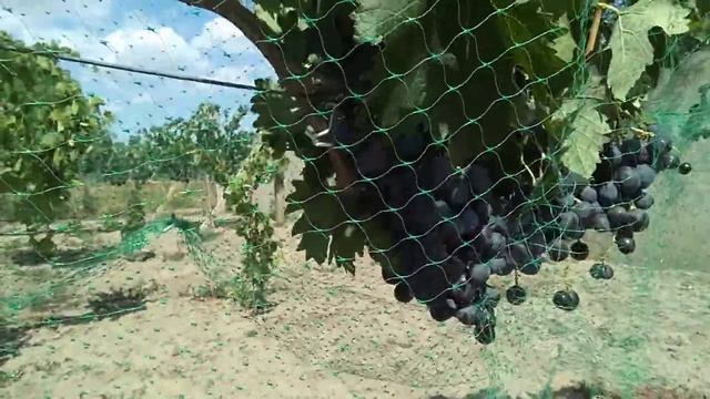 Виноград Калигула смотреть онлайн