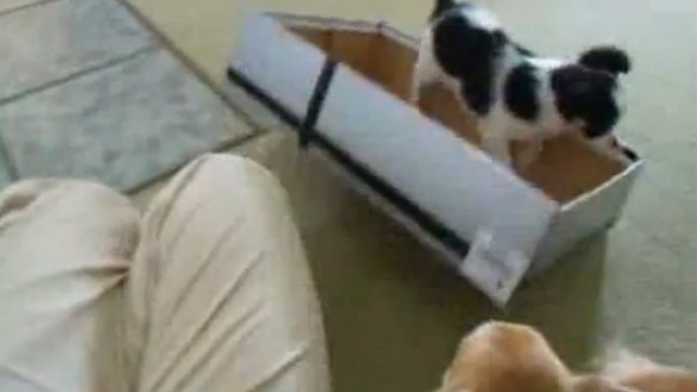 Допрыгался смотреть онлайн