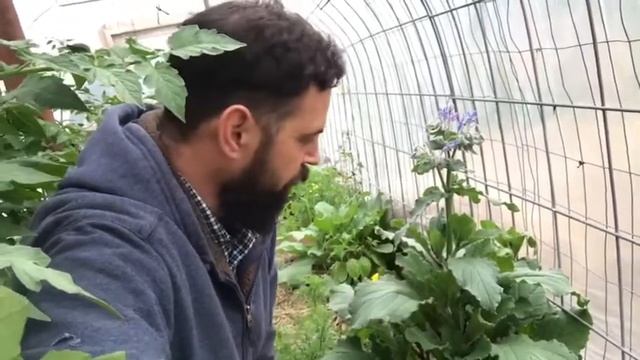 Growing Borage in a Permaculture System смотреть онлайн