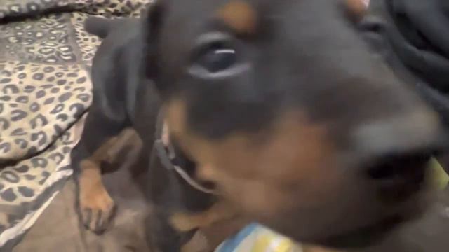 27-Days Old Doberman Puppies from ZEUS & BELLA’s Feb 23, 2022 Litter - Energetic & Fun Puppies смотреть онлайн