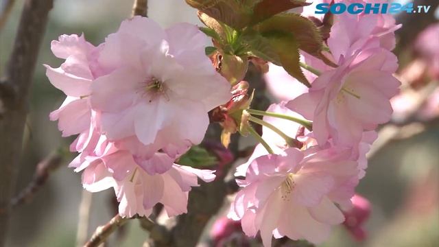 В Сочи в парке «Дендрарий» зацвела сакура смотреть онлайн