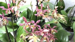 Обзор поставки цветущих орхидей №15