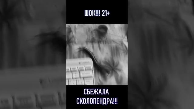 Сбежала сколопендра смотреть онлайн