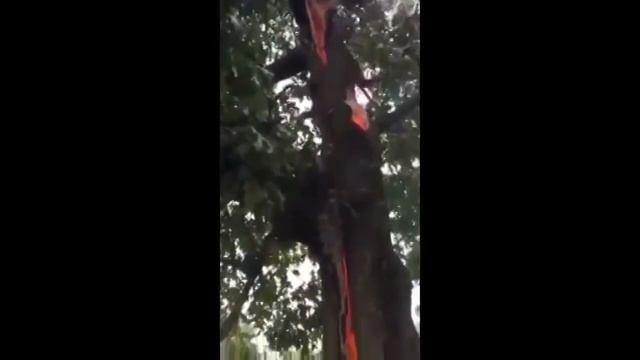 Дерево горит изнутри смотреть онлайн
