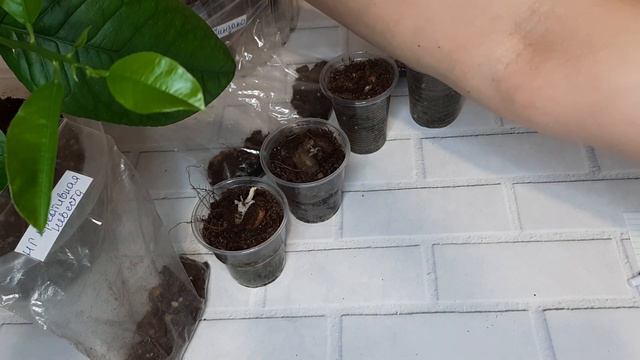 Глоксинии выходят из зимней спячки. смотреть онлайн