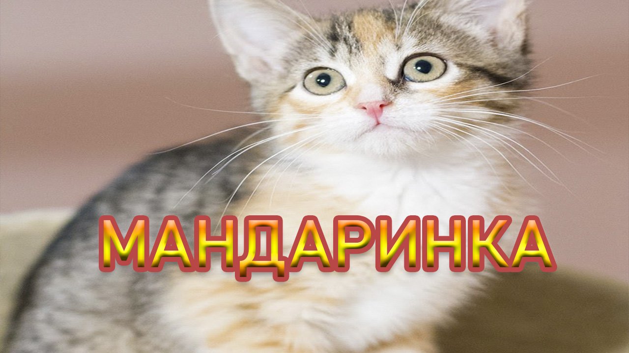 Мандаринка 2017-2018 год