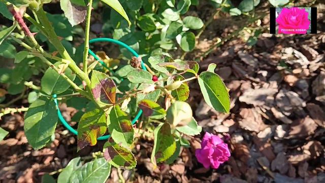 ЛОЖНАЯ МУЧНИСТАЯ РОСА НА РОЗАХ. ЧТО ДЕЛАТЬ? смотреть онлайн