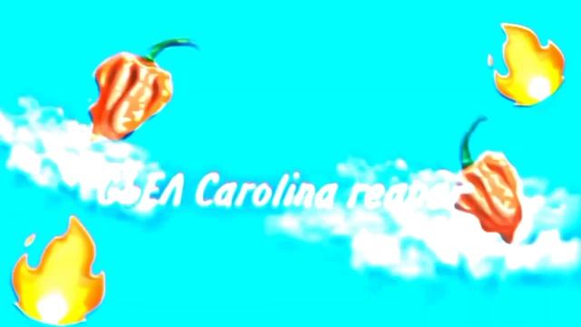 СЪЕЛ Carolina Reaper | *ЧУТЬ НЕ УМЕР* | Зачем я это сделал!? смотреть онлайн