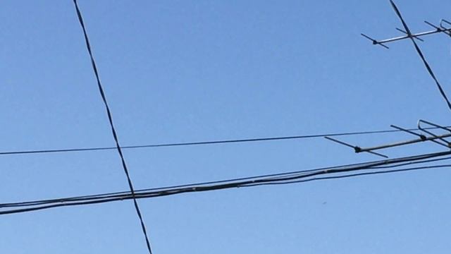 #Pigeon.Показательный полёт зимних пискунов при атаки сапсана. смотреть онлайн