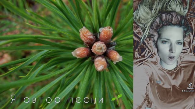Я автор песни. Травы. Деревья. Сила Растений. Я Древо. смотреть онлайн