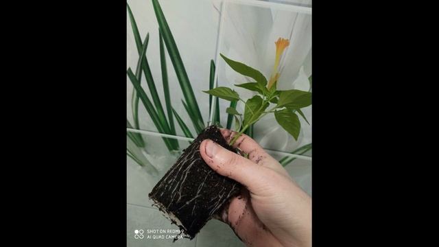 Можно ли заглублять перец? смотреть онлайн