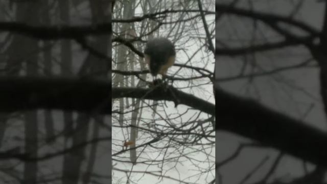 Ястреб поймал синицу.Уфа смотреть онлайн