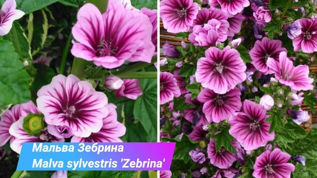 Самые красивые и неприхотливые цветы, которые размножаются сами и цветут все лето в саду смотреть онлайн