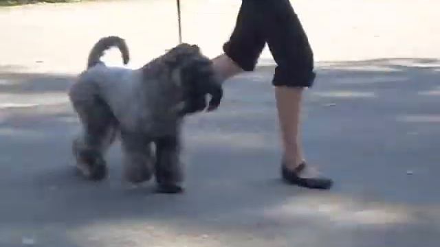 ВЕСЕННЯЯ СИРЕНЬ - 2011 год. смотреть онлайн