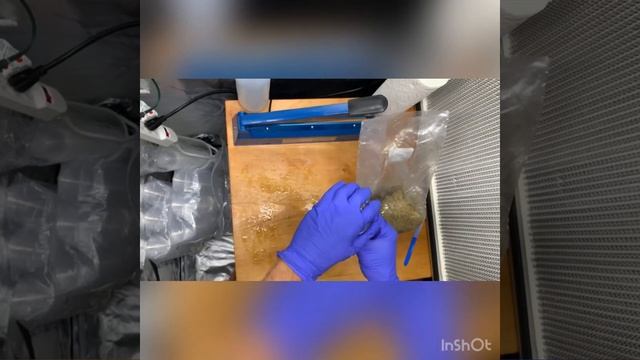 Inoculating 3lb bag of our Masters Mix with our 2oz Golden Oyster Grain Spawn смотреть онлайн