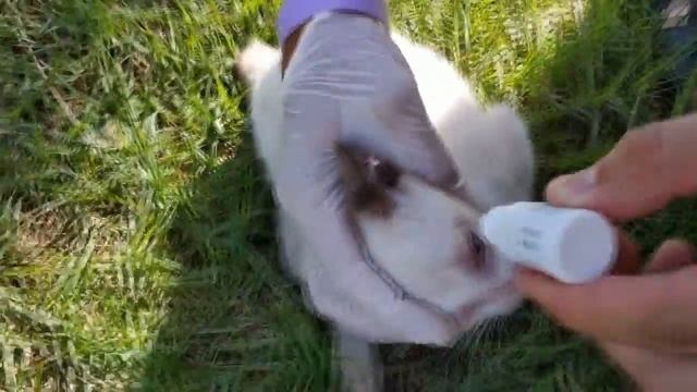 Гнойного котенка спасли в Тунисе. Русские спасли котенка. смотреть онлайн