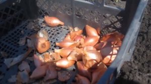 ✔Как мы сажаем ЛУК-ШАЛОТ(семейный). Небольшой рассказ об этом луке.