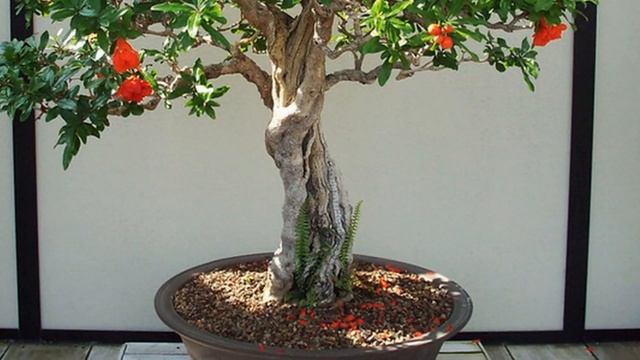 Выращивание Граната из косточки. Все о выращивании, уходе за комнатным гранатом дома смотреть онлайн