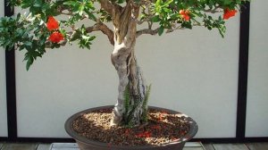 Выращивание Граната из косточки. Все о выращивании, уходе за комнатным гранатом дома