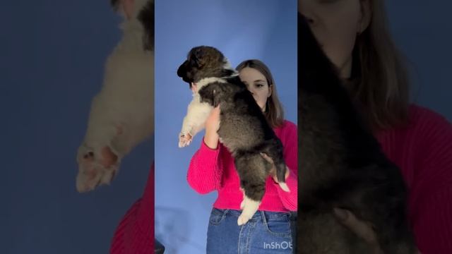Щенок кавказской овчарки 1 мес ЮРГЕН смотреть онлайн