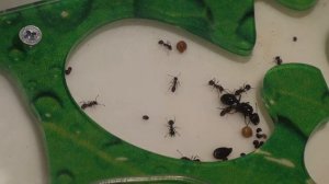Муравьи  Муравьиная ферма