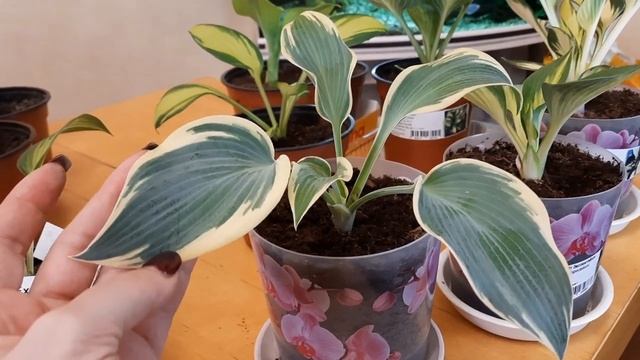 ХОСТЫ 2021. Разные сорта в горшочках. смотреть онлайн