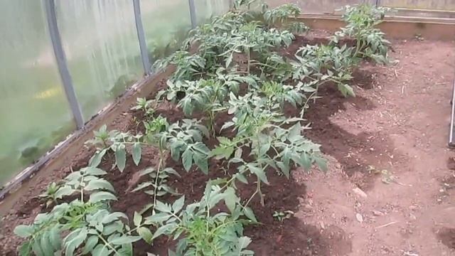 Помидоры в теплице уход смотреть онлайн